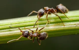 ¿Sabías que… las hormigas toman más de 200 microsiestas al día?