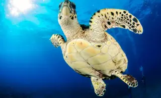 ¿Sabías que… hay un animal con un GPS?