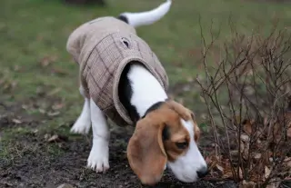 ¿Sabías que… los perros tienen millones de receptores olfativos?