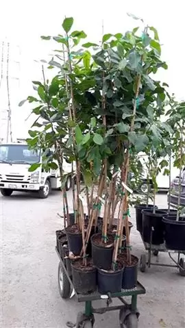 Nueva Esperanza Nursery cover