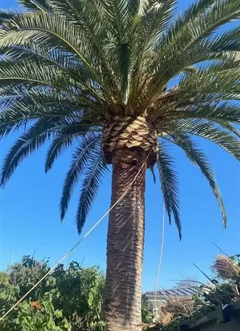 CLIMBERS TREE SERVICES cover
