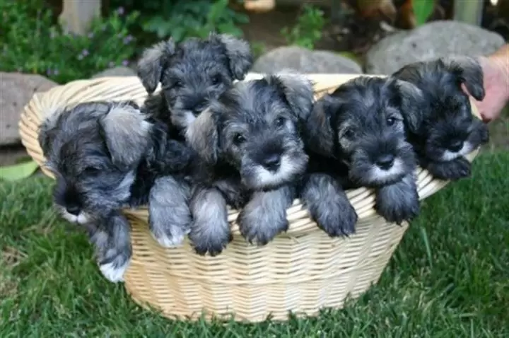 Perritos cover