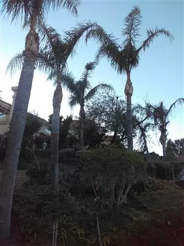 Palestino tree treeming cover