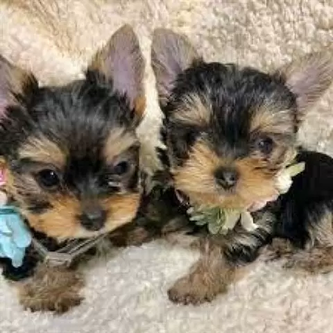 Dos fantastico Yorkie a venta cover