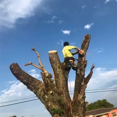 Cortador De Arbol En Miami cover