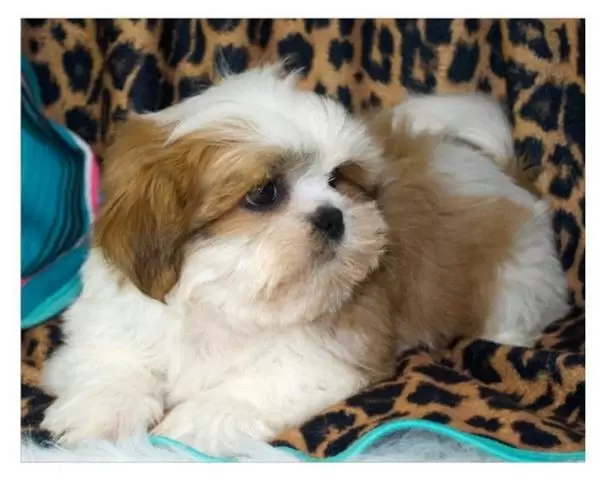 SHIH TZU PUPPIES cover
