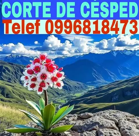 JARDINERIA en Carcelen cover