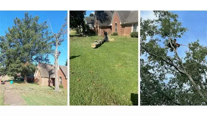 FAMILY TREE SERVICE cover
