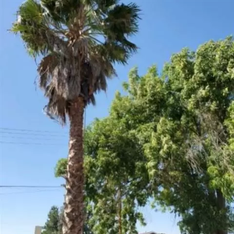 Armando's Landscaping cover