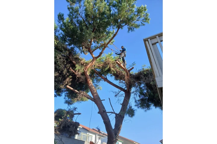 Daniel's Tree Service cover