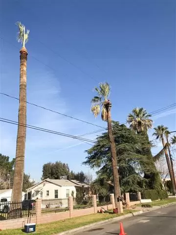 Ed's Tree Service cover