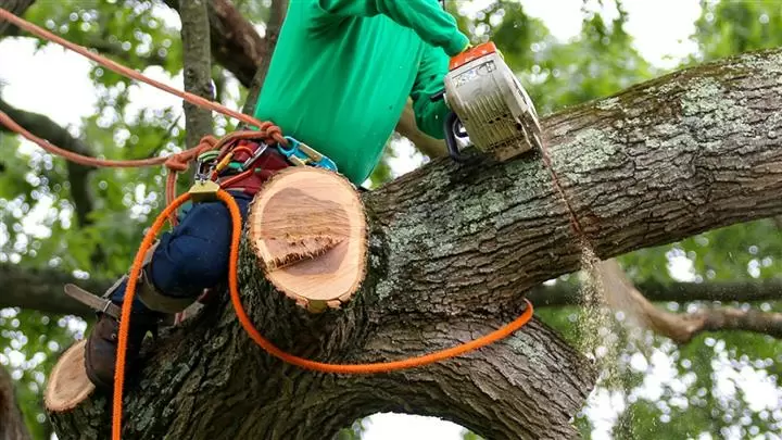 Tree Service Palms& Tree Remov cover