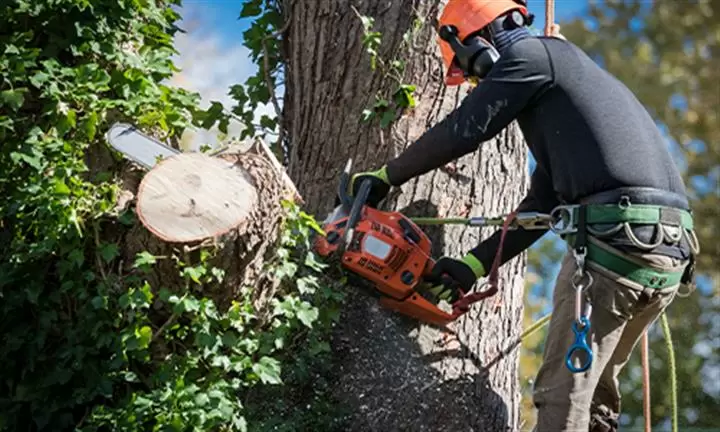 OAK TREE SERVICE cover