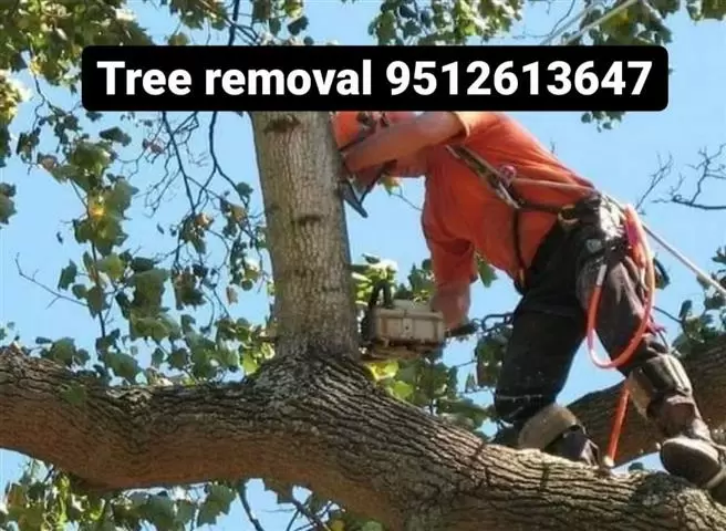 Tree removal services cover