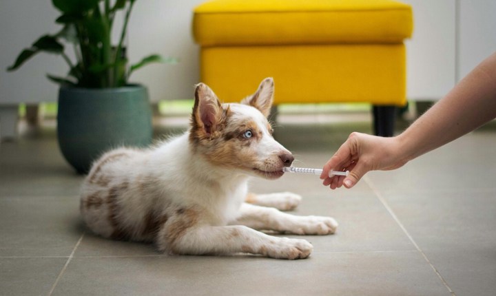 Ahorros para el cuidado de mascotas