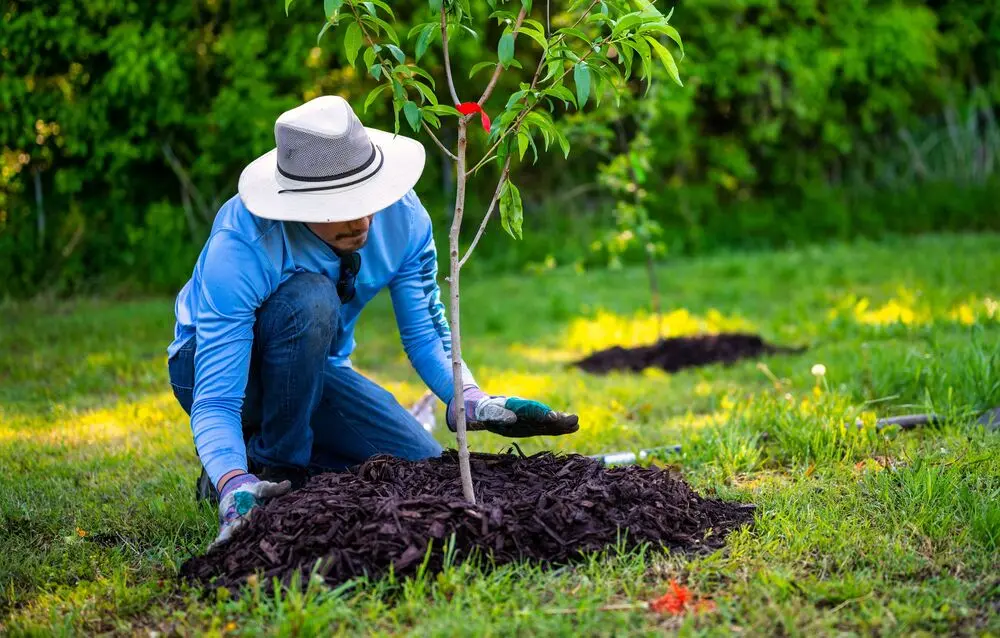 Reciba hasta 10 árboles gratis para plantar en casa