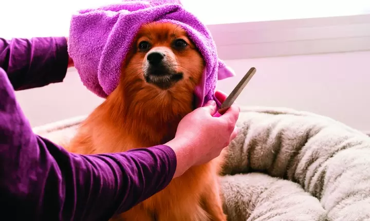 Consejos para mantener a su perro limpio y saludable