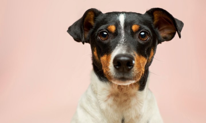 Cómo proteger a su mascota de los "heartworms"