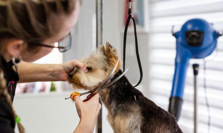 Cómo anunciar servicios para mascotas y atraer más clientes 🐶