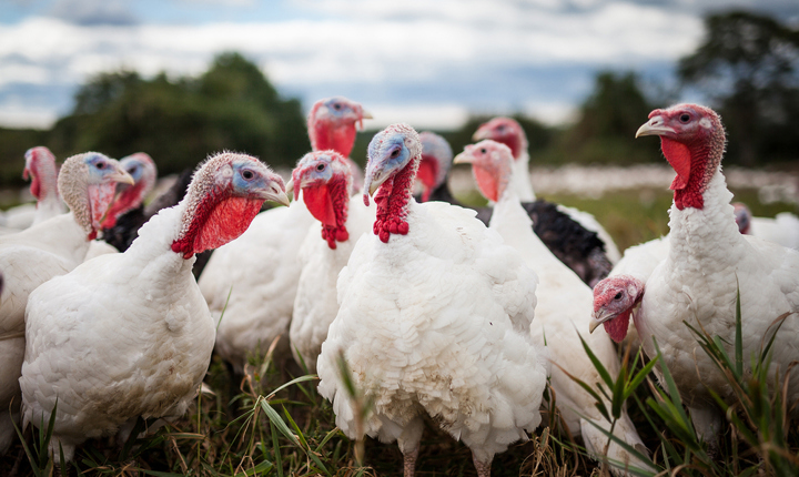 ¿Sabe de dónde viene su pavo de Acción de Gracias? ¡Aquí se lo decimos!