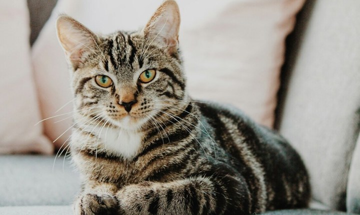 Mitos comunes sobre los gatos… y sus verdades