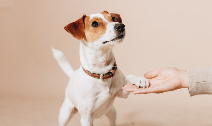 Aprenda a mejorar la comunicación con su mascota