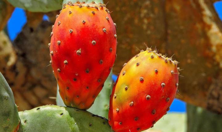 ¿Las tunas rojas son saludables?