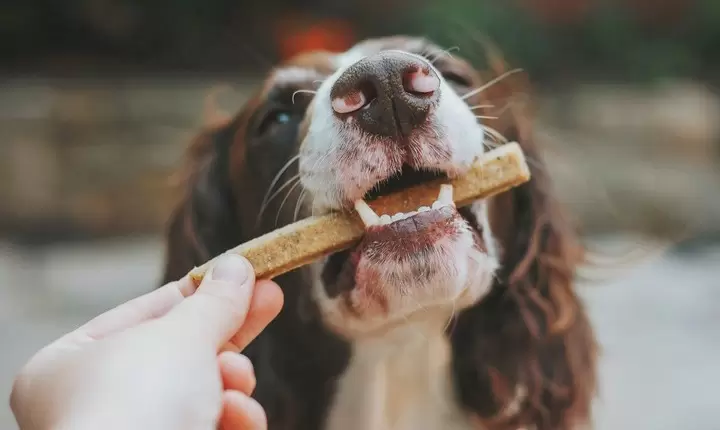 Alimentos que NO debes darle a tu perro