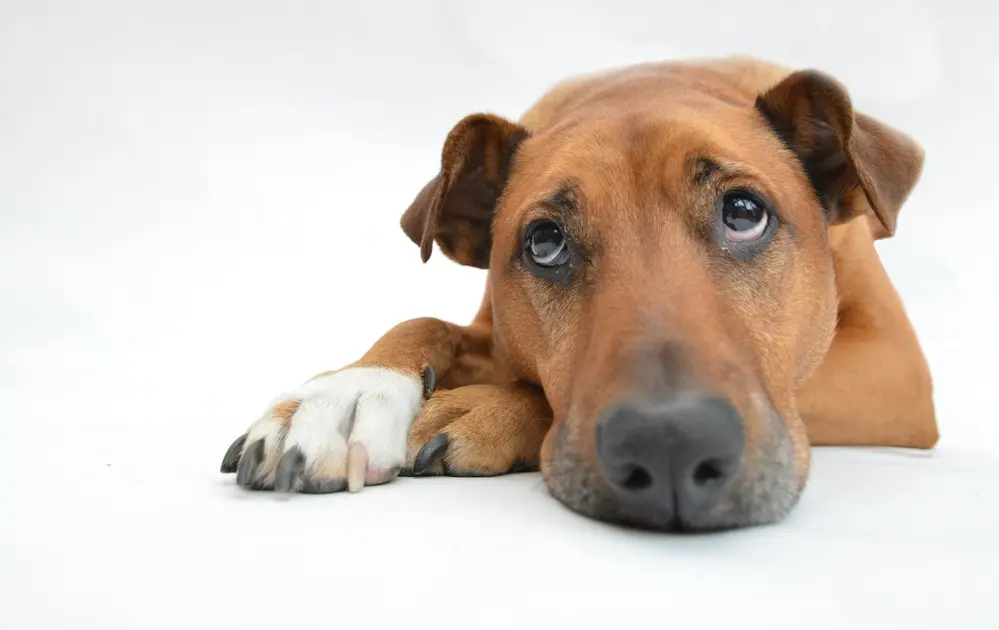 ¿Hay psicólogos para perros? ¿Cómo sé si mi mascota necesita uno?