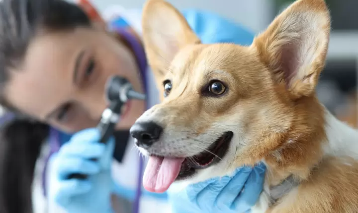 Dónde encontrar servicios de salud gratuitos o baratos para mascotas