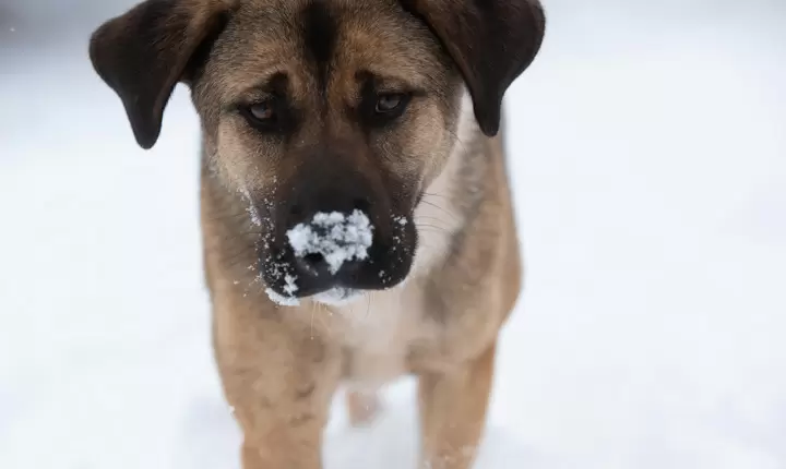 Cómo proteger a las mascotas del frío