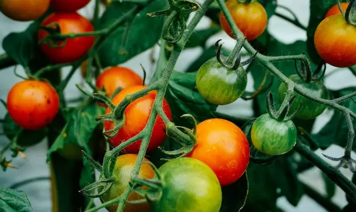 Cómo cultivar frutas, hierbas y verduras en su jardín