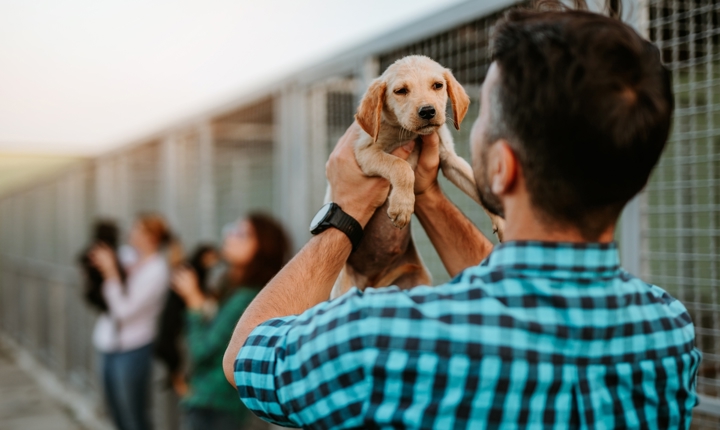 Lugares recomendados para adoptar mascotas en el condado de Los Ángeles