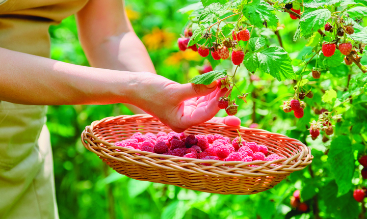 Cómo cosechar frutos del bosque en su jardín