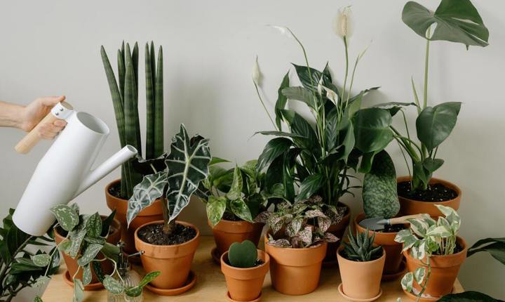 Cinco tips prácticos para cuidar sus plantas de interior