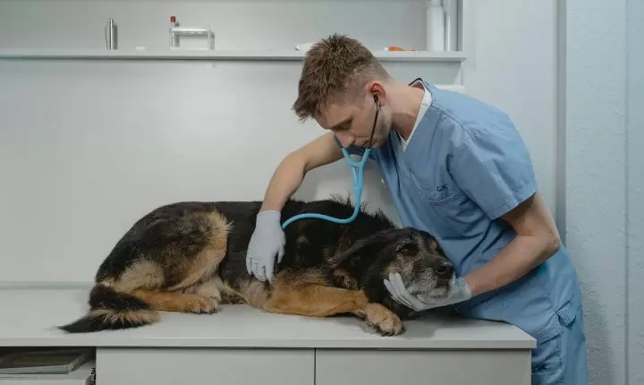 Cómo saber si un perro tiene tétanos