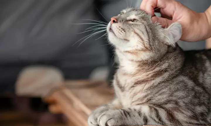 Dónde puedo conseguir servicios gratis para mi mascota