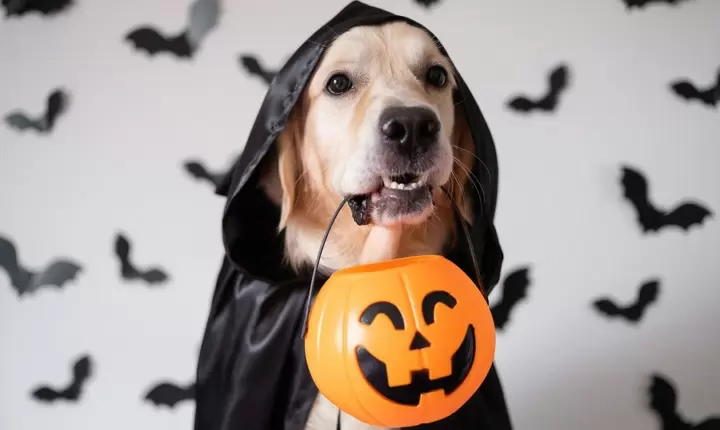 Consejos para evitar que su mascota se asuste en Halloween