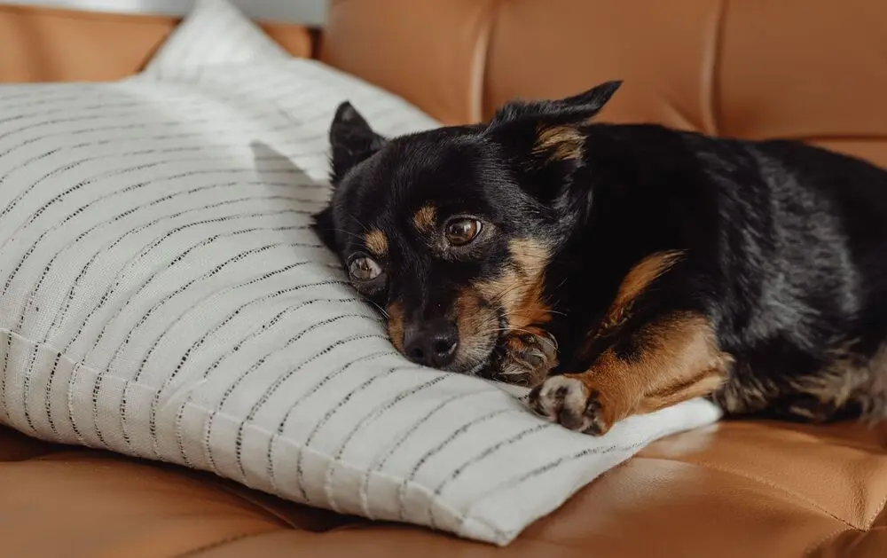 ¿Tu mascota tiene problemas estomacales? ¡Tres formas de ayudarla a sentirse mejor!