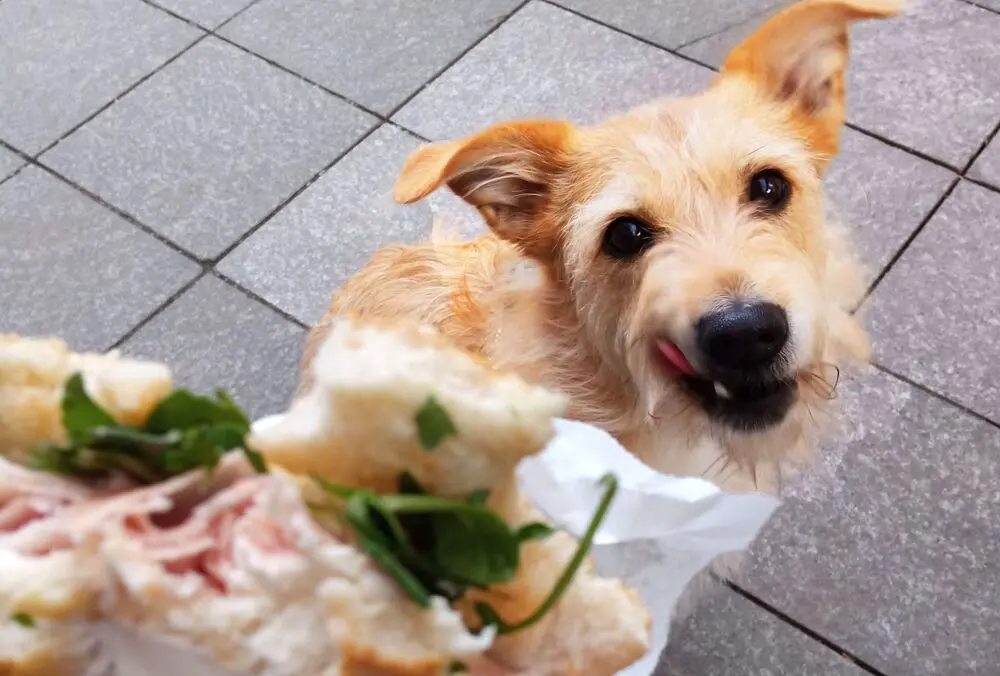 Siete alimentos que son dañinos para los perros