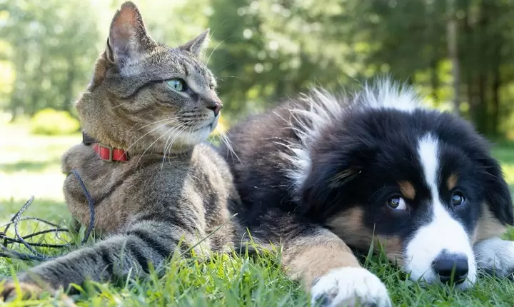 Razones para esterilizar a su mascota