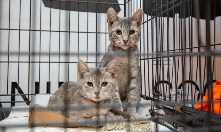 Gran evento de adopción de mascotas en Los Ángeles