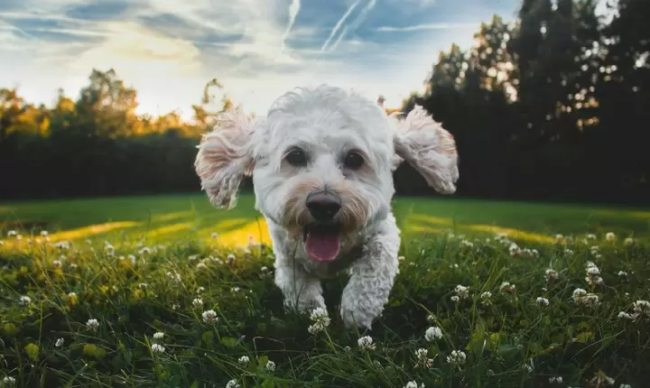 Los 10 mejores parques para perros en Estados Unidos