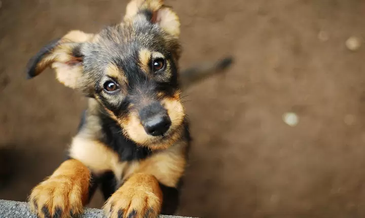 Qué hacer cuando ya no quieres a tu perro: Consideraciones importantes 
