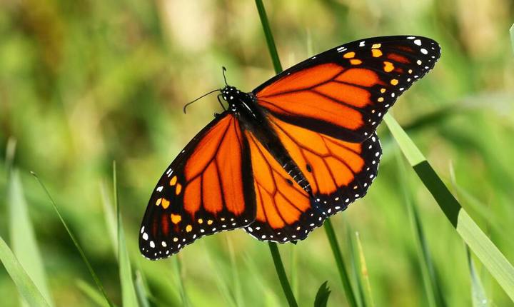 Cinco ideas para ayudar a salvar a la mariposa monarca