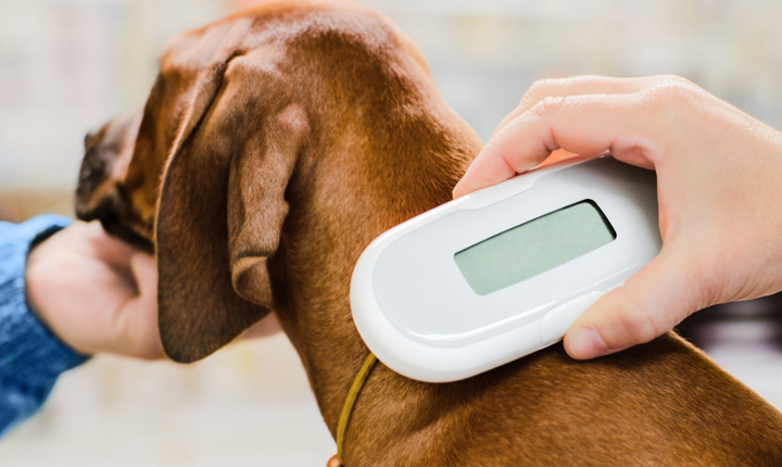 ¿Mi mascota necesita un microchip?