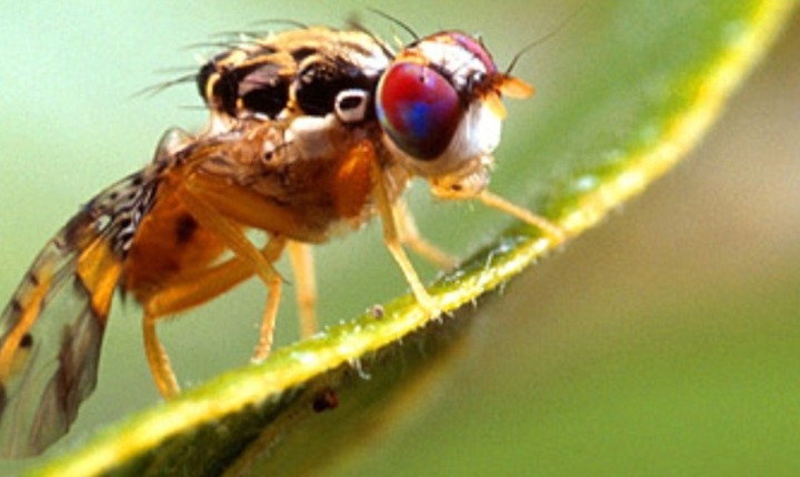 La plaga de la mosca de la fruta ha sido erradicada del Condado de Orange