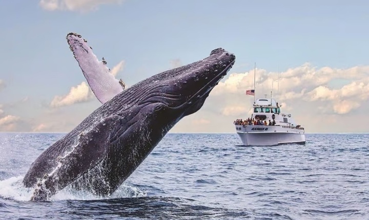 No se pierda el Festival de Celebración de las Ballenas en Oxnard
