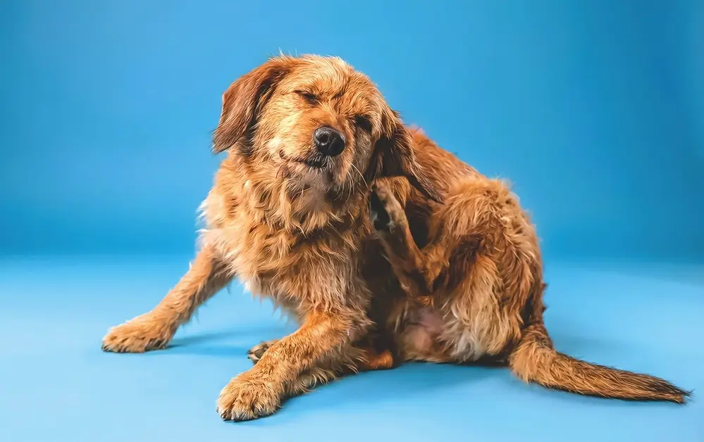Tres problemas comunes en los perros… y cómo solucionarlos