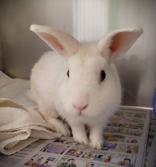 THUMPER